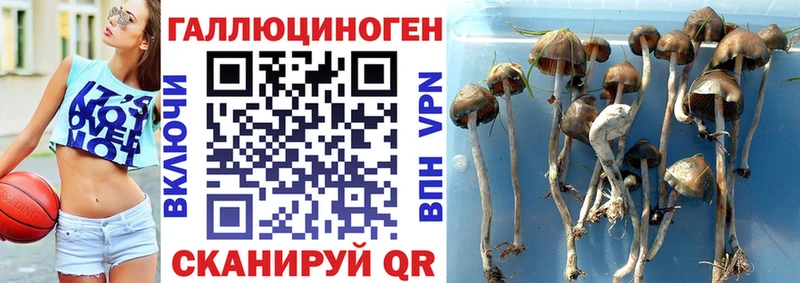 МЕГА как войти  Белинский  Псилоцибиновые грибы Cubensis  дарнет шоп 